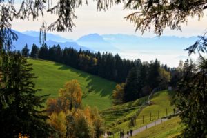 austria, Scenery, Forests, Grasslands, Lochau, Nature