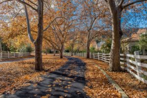 autumn, Trees, Fence, Pavement, Nature