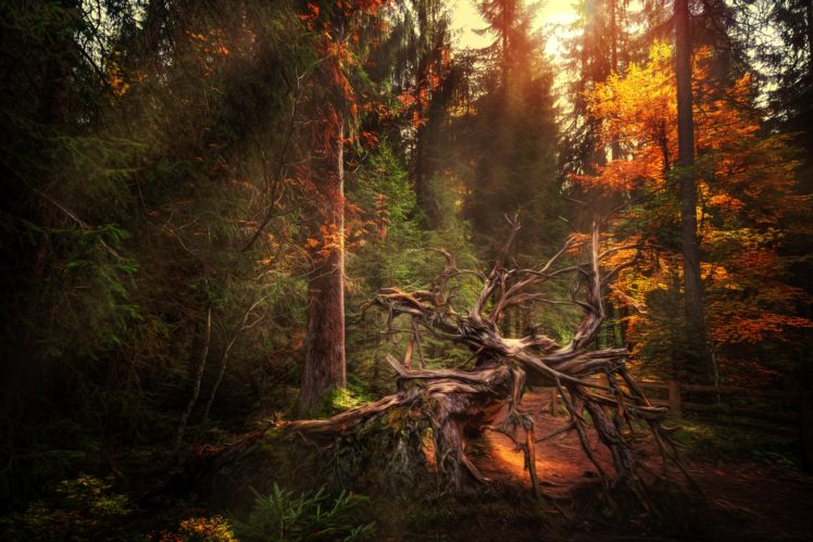 switzerland, Forests, Hdr, Trees, Nature HD Wallpaper Desktop Background