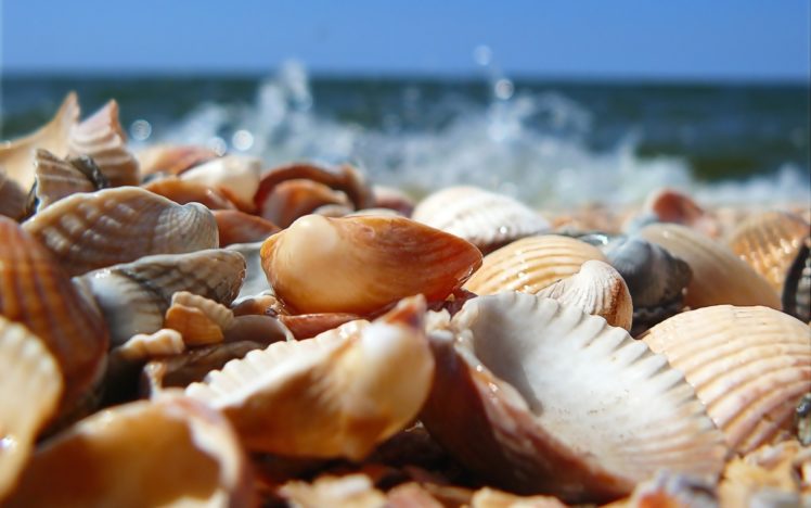 nature, Beach, Sea, Seashells, Depth, Of, Field HD Wallpaper Desktop Background