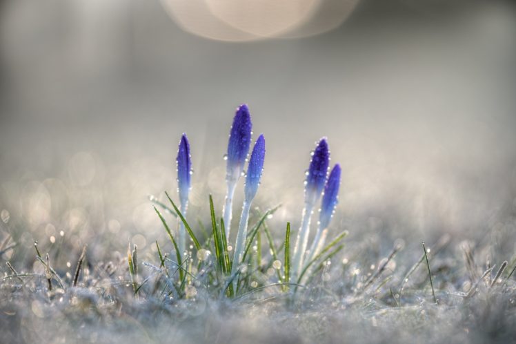 circle, Light, Closeup, Crocus, Crocuses, Dew, Dew, Drops, Flowers, Grow, Ice, Light, Effect, Macro, Macrophotography, Morning, Nature, Photography, Primroses, Pure, Purple, Purple, Crocuses, Strength, Strength, HD Wallpaper Desktop Background