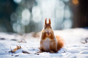 animal, Bokeh, Forest, Ice, Laves, Little, Squirrel, Lovely, Nature, Photo, Red, Squirrel, Snow, Squirrel, Standing, White, Wild, Winter
