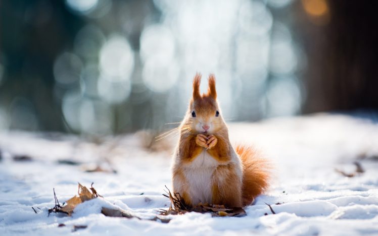 animal, Bokeh, Forest, Ice, Laves, Little, Squirrel, Lovely, Nature, Photo, Red, Squirrel, Snow, Squirrel, Standing, White, Wild, Winter HD Wallpaper Desktop Background