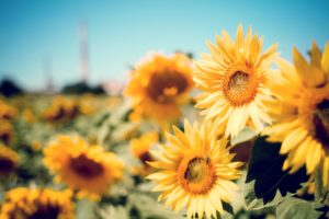 cute, Field, Flowers, Happy, Nature, Photography, Summer, Sun, Sunflower, Sunshine, Warm, Yellow