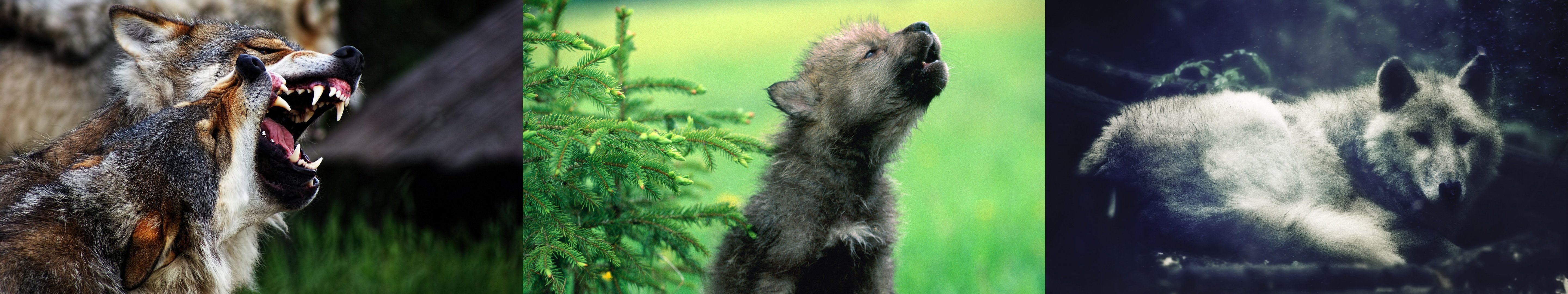wolfs Wallpaper
