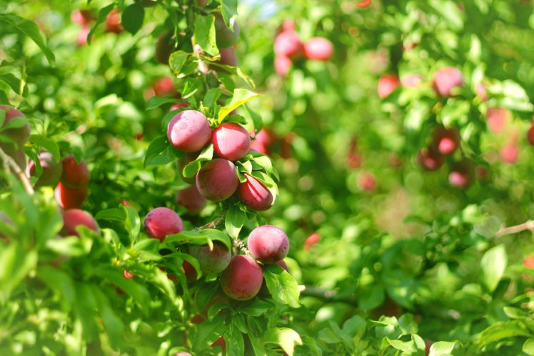cherry plum, Tree, Fruits, Ripe, Tasty, Summer, Leaves HD Wallpaper Desktop Background