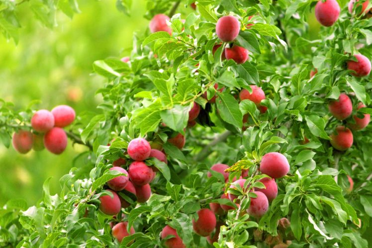 cherry plum, Tree, Fruits, Ripe, Tasty, Summer, Leaves HD Wallpaper Desktop Background