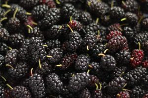 berry, Berries, Mulberry, Fruits, Ripe, Tasty