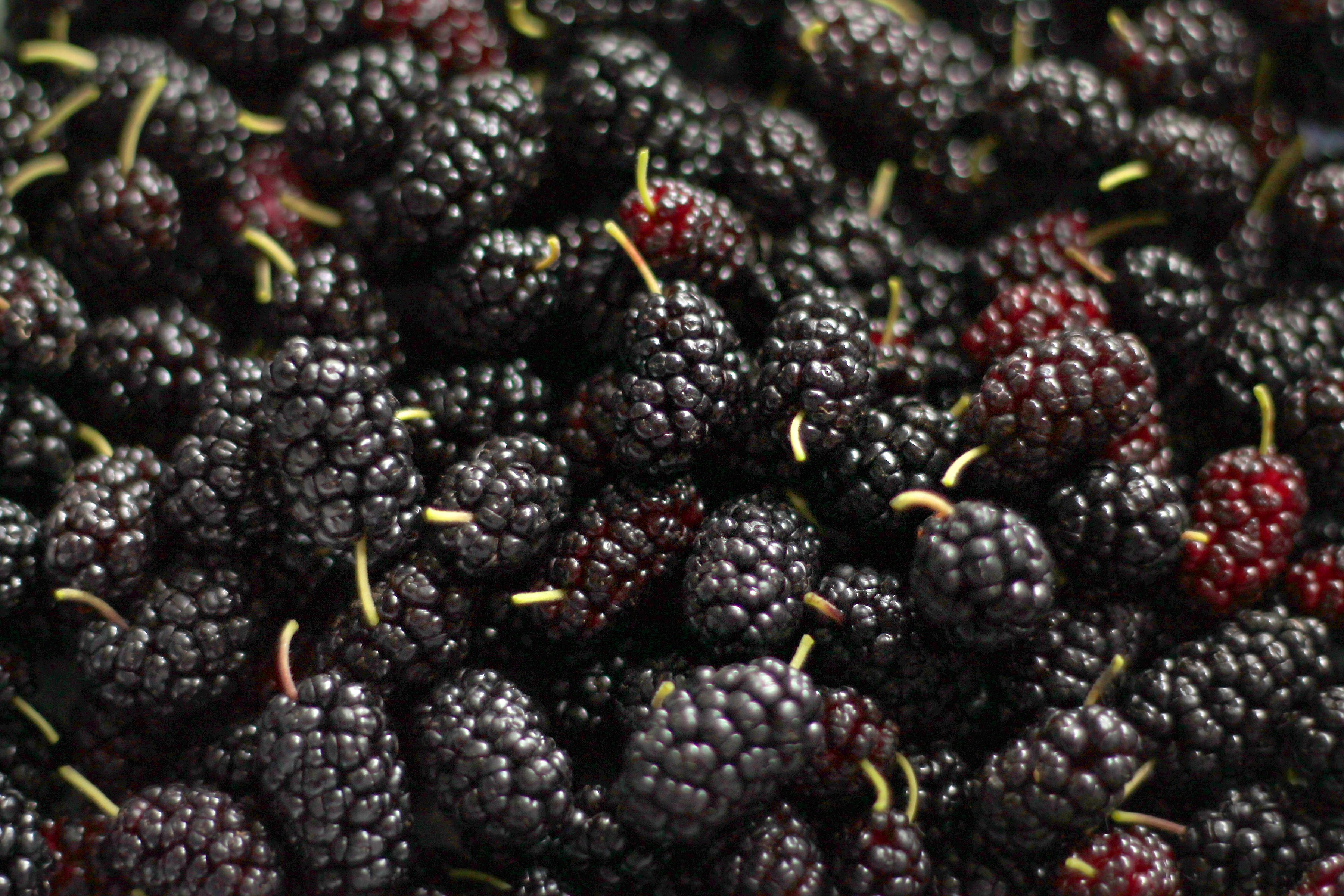 berry, Berries, Mulberry, Fruits, Ripe, Tasty Wallpaper