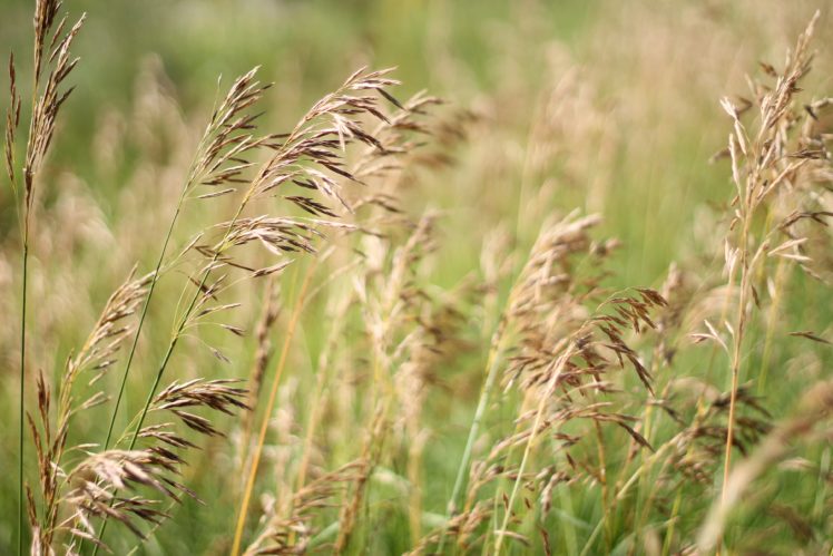 grass, Field, Summer, Meadow HD Wallpaper Desktop Background