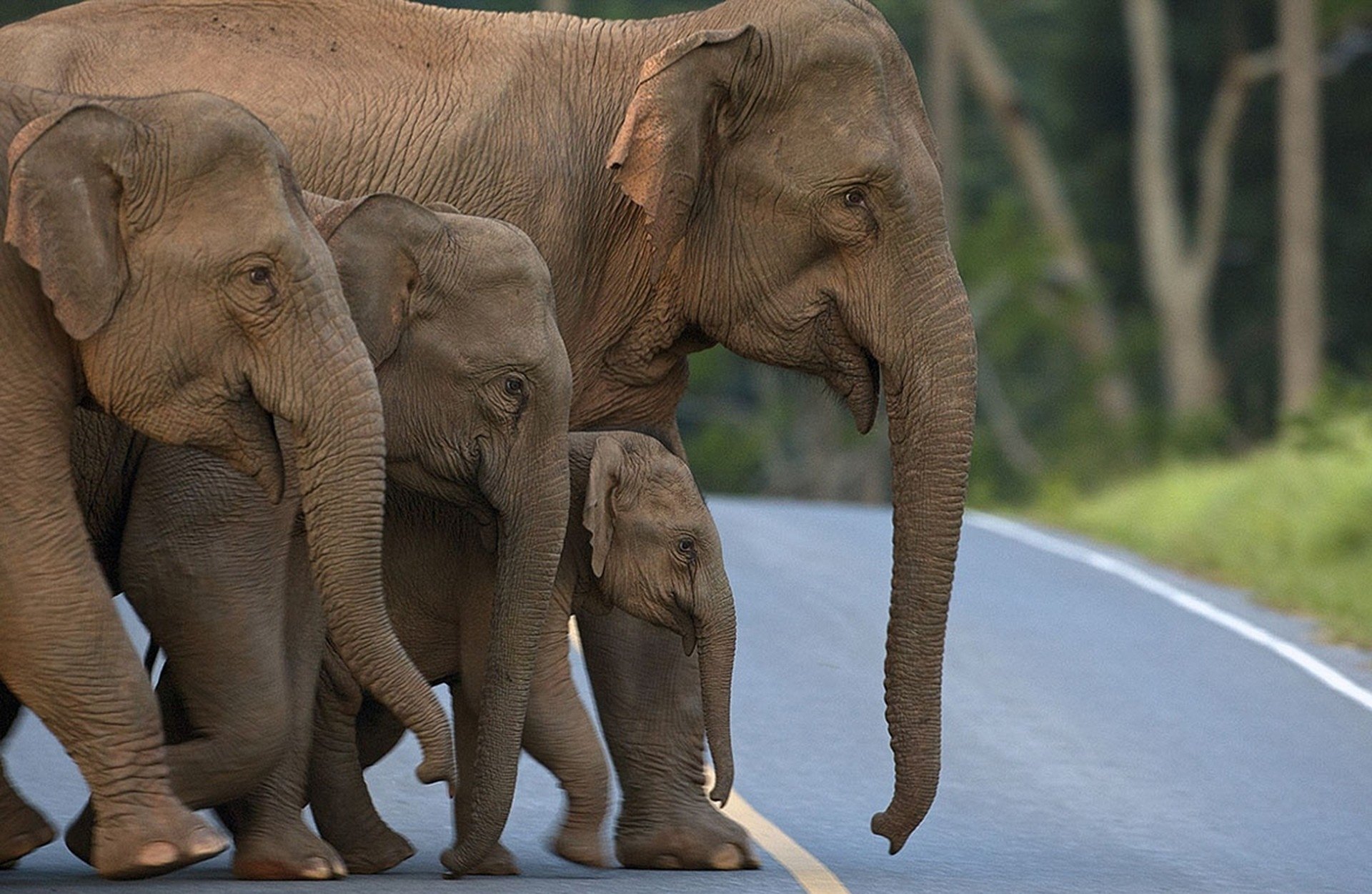 animals, Elephant Wallpaper