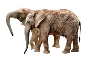 animals, Elephant