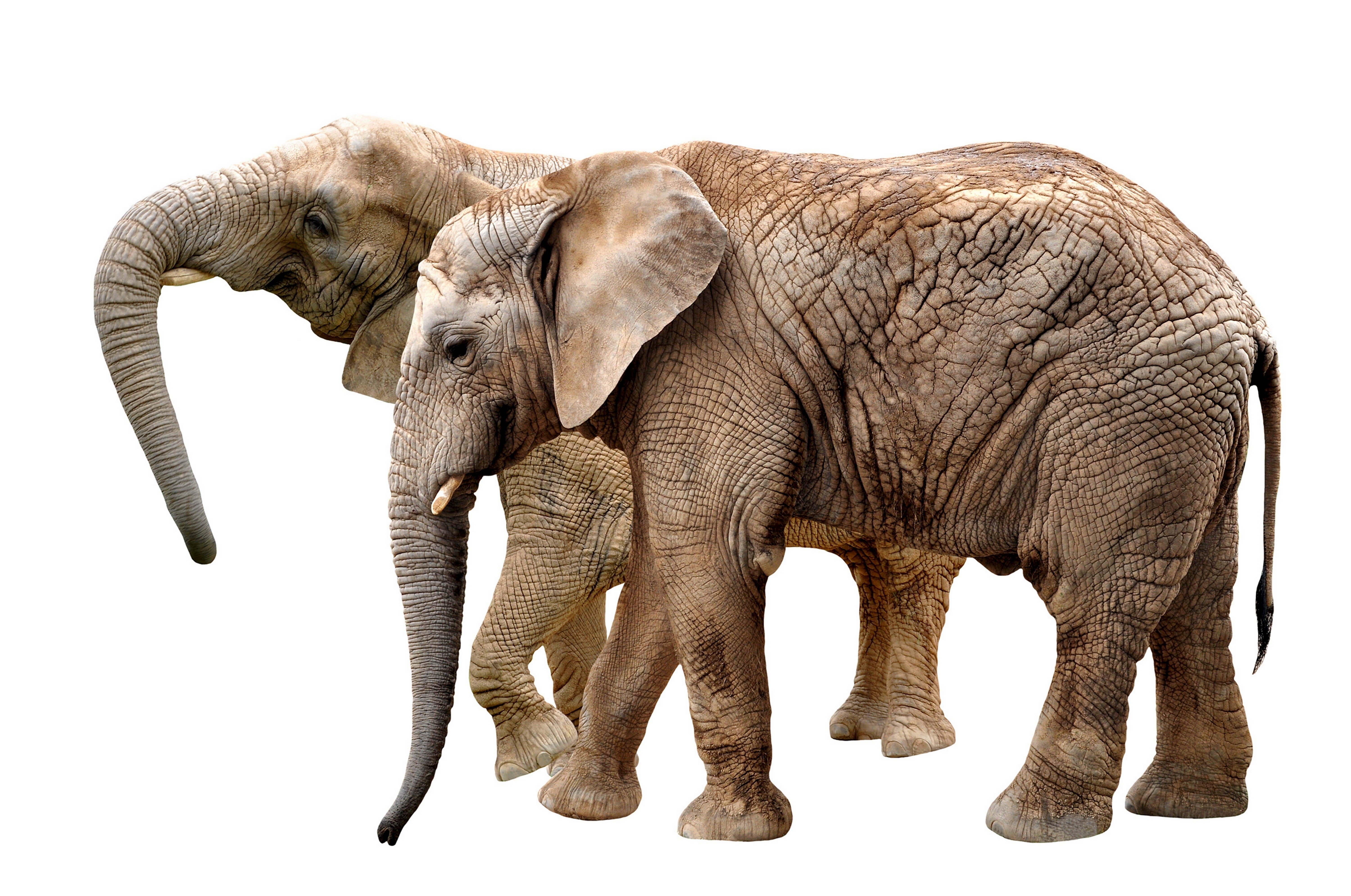 animals, Elephant Wallpaper