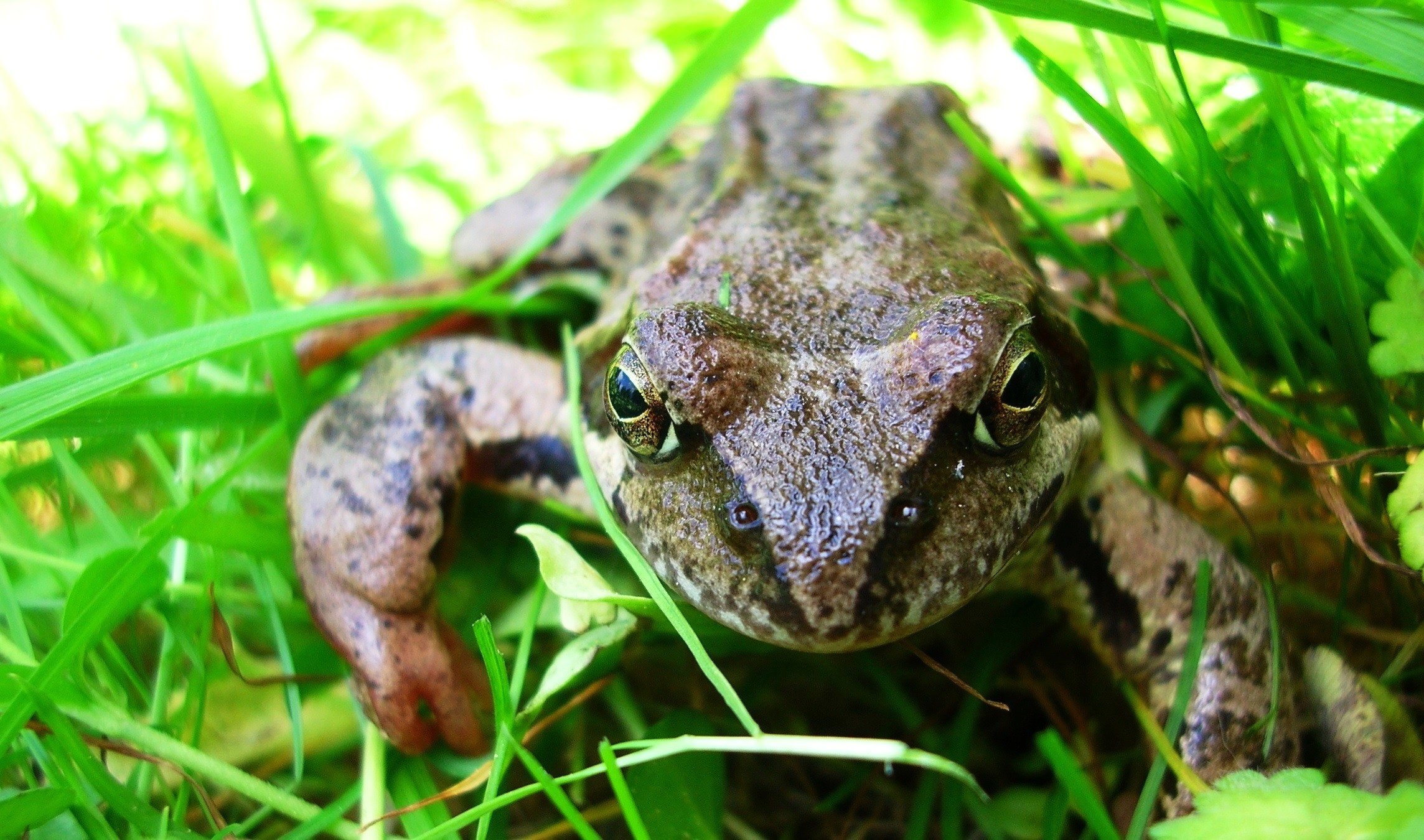 frog, Garden, Summer Wallpaper