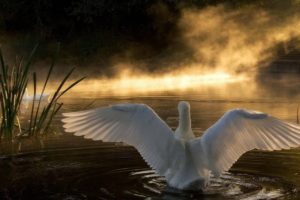 swan, Lake, Nature