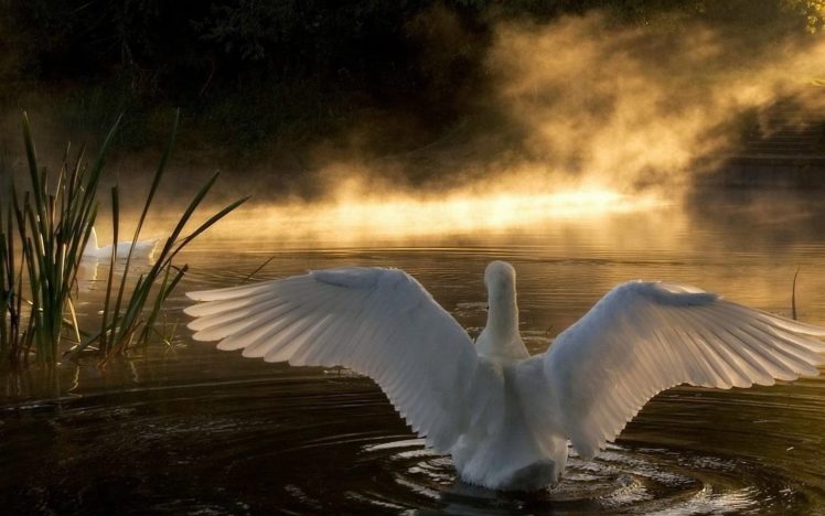 swan, Lake, Nature HD Wallpaper Desktop Background