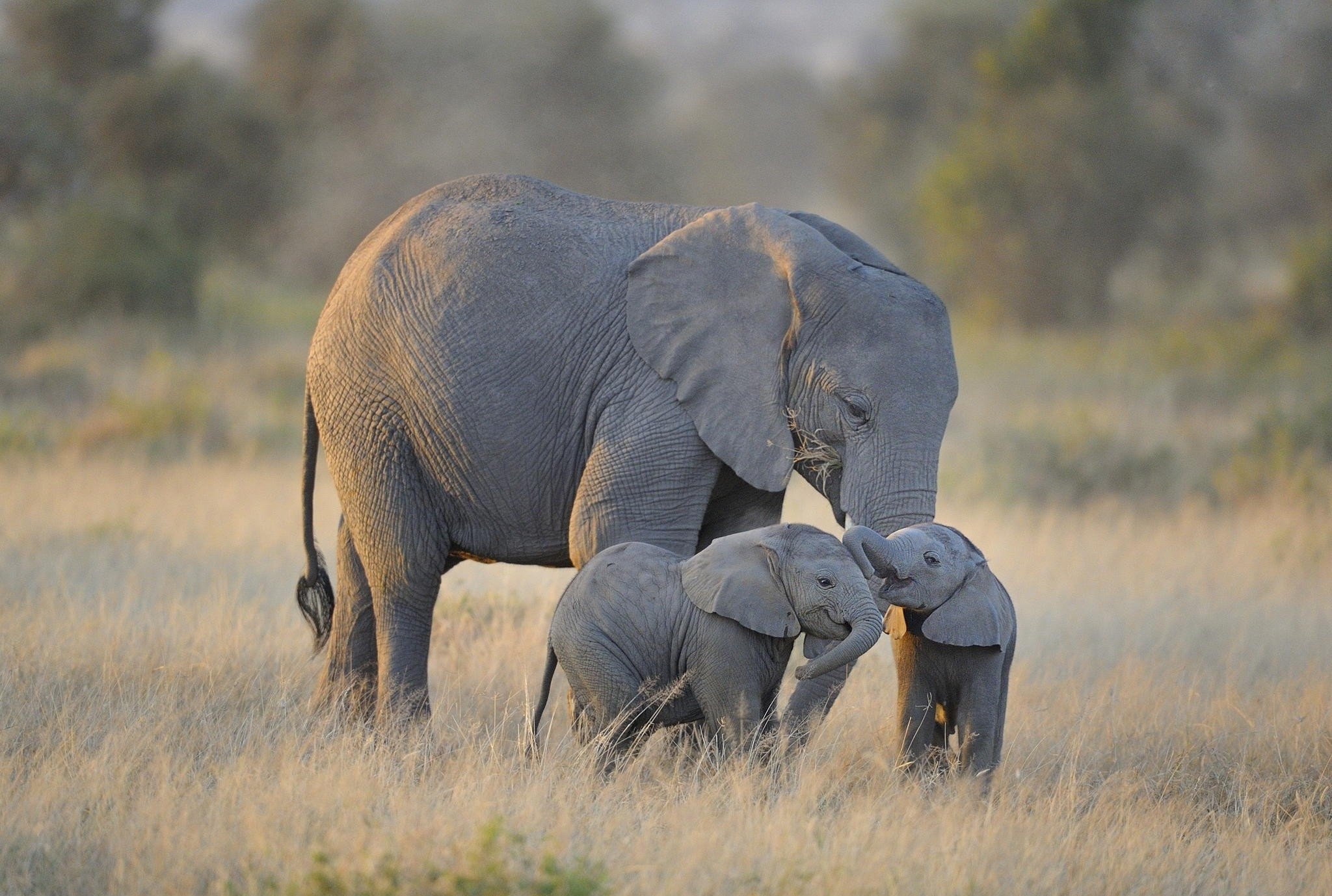 animals, Elephant Wallpaper