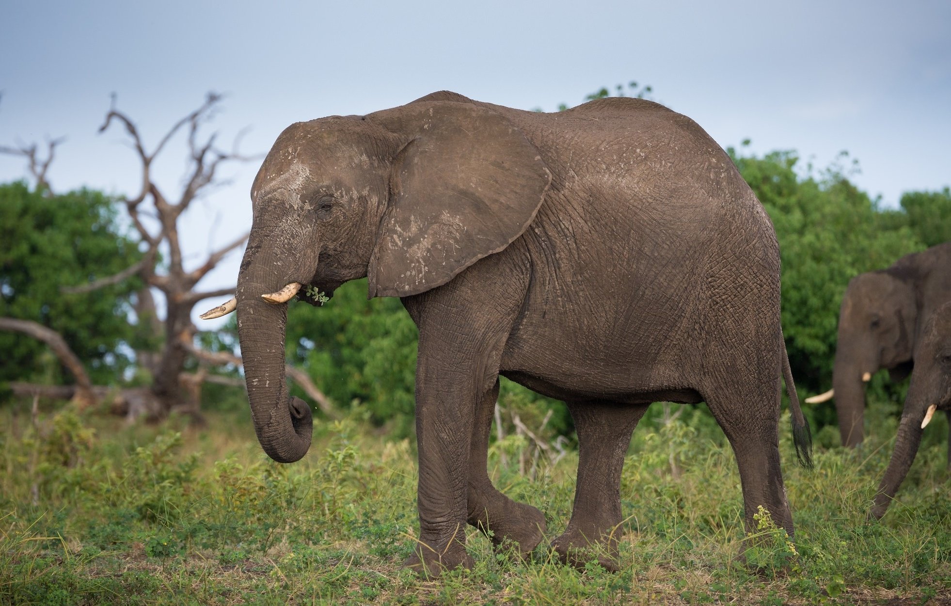 animals, Elephant Wallpaper