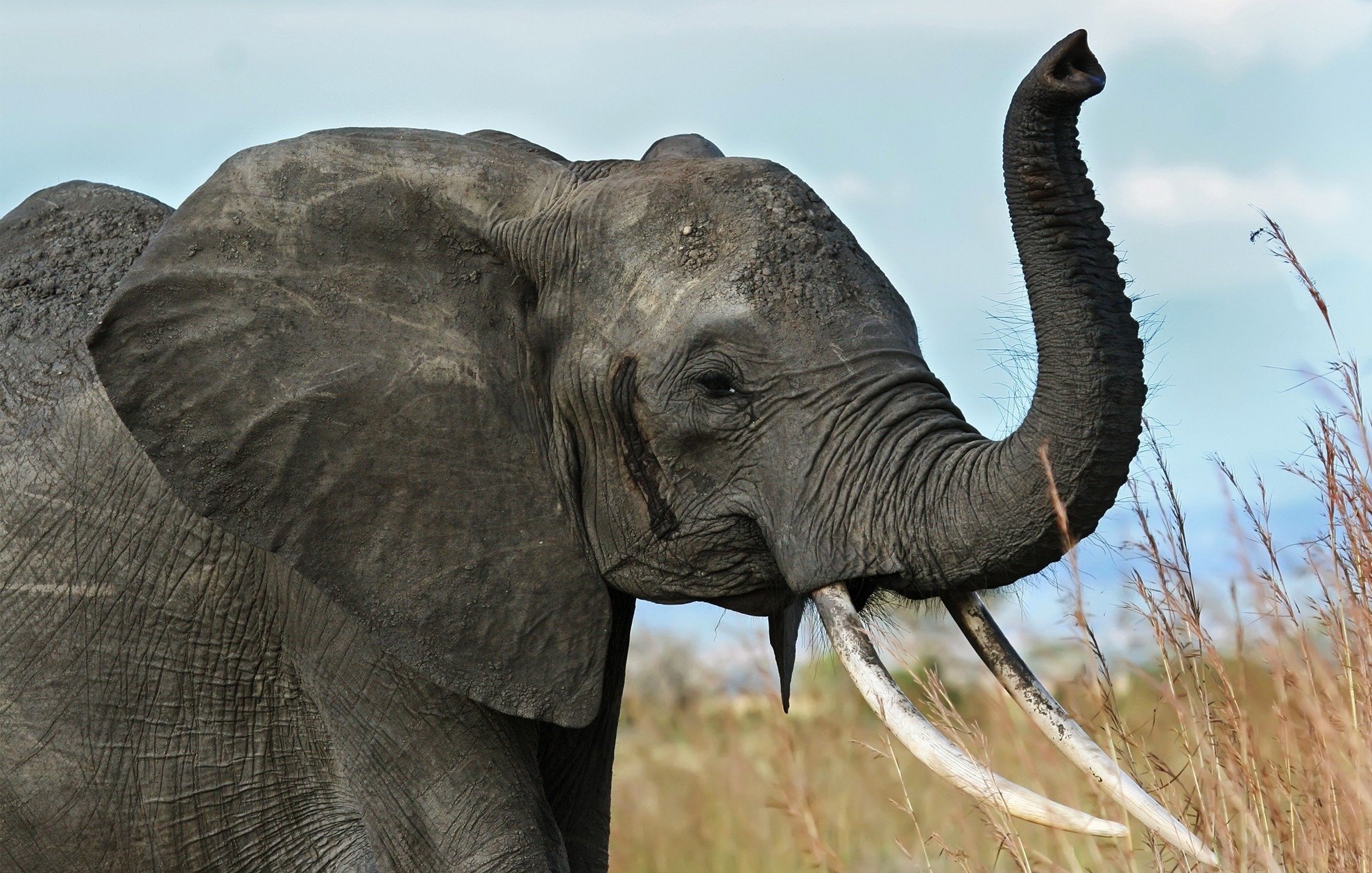 animals, Elephant Wallpaper