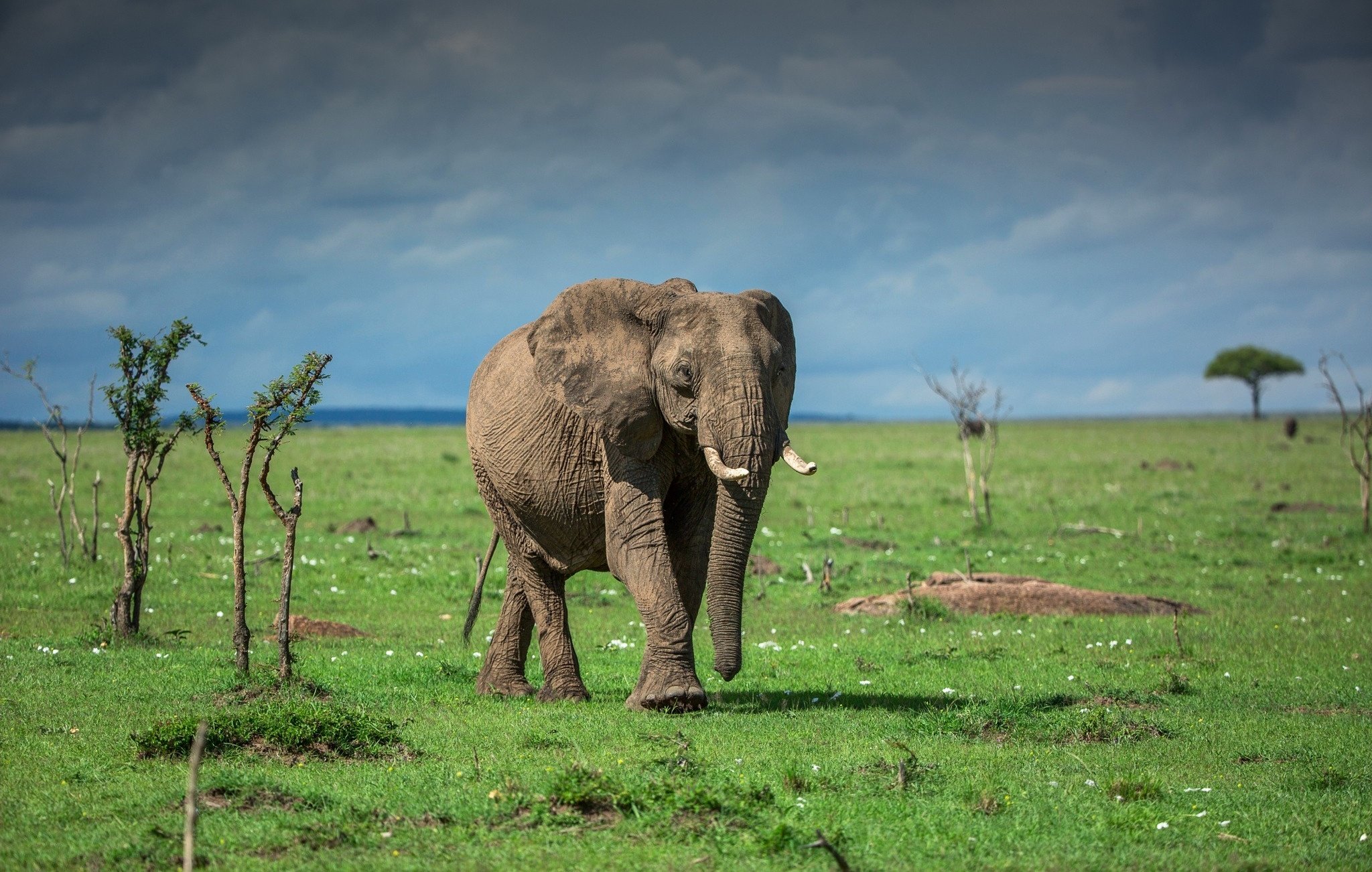 animals, Elephant Wallpaper