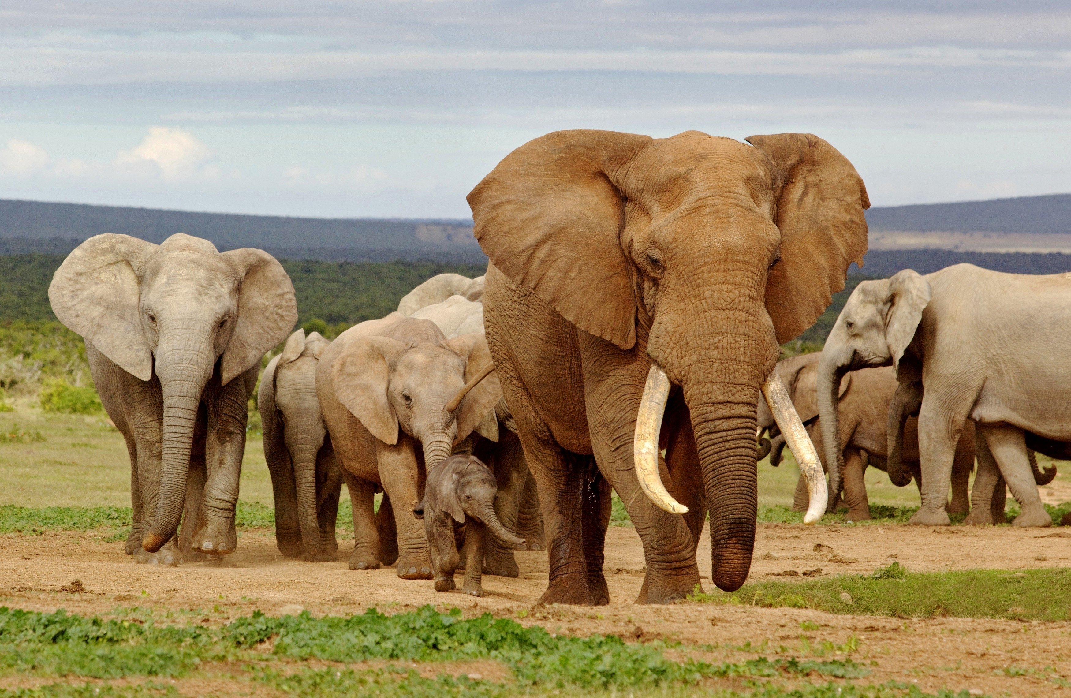 animals, Elephant Wallpaper