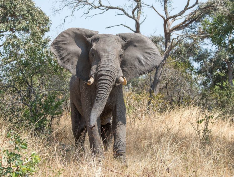 animals, Elephant HD Wallpaper Desktop Background