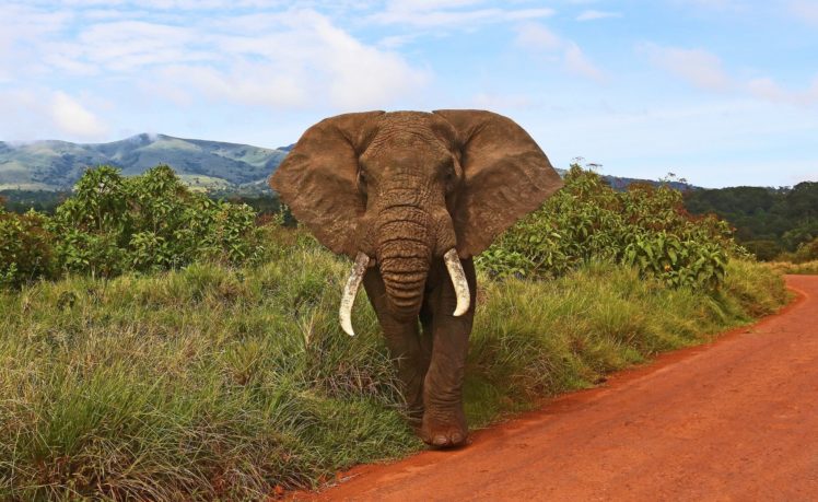 animals, Elephant HD Wallpaper Desktop Background