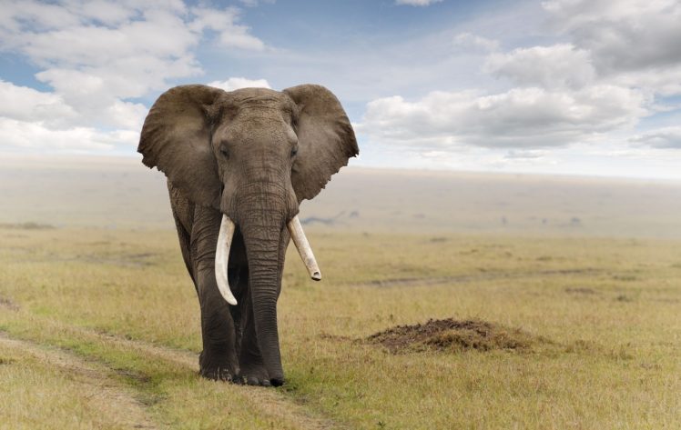 animals, Elephant HD Wallpaper Desktop Background