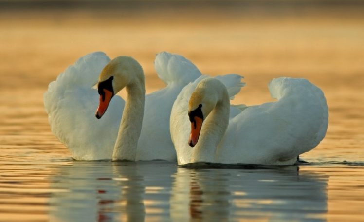 animals, Birds, Swan HD Wallpaper Desktop Background