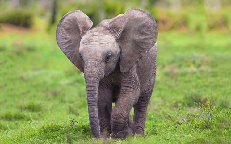 animals, Elephant HD Wallpaper Desktop Background