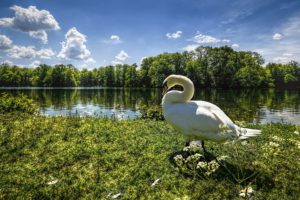sky, Clouds, Trees, Swan, Grass, River, Lake