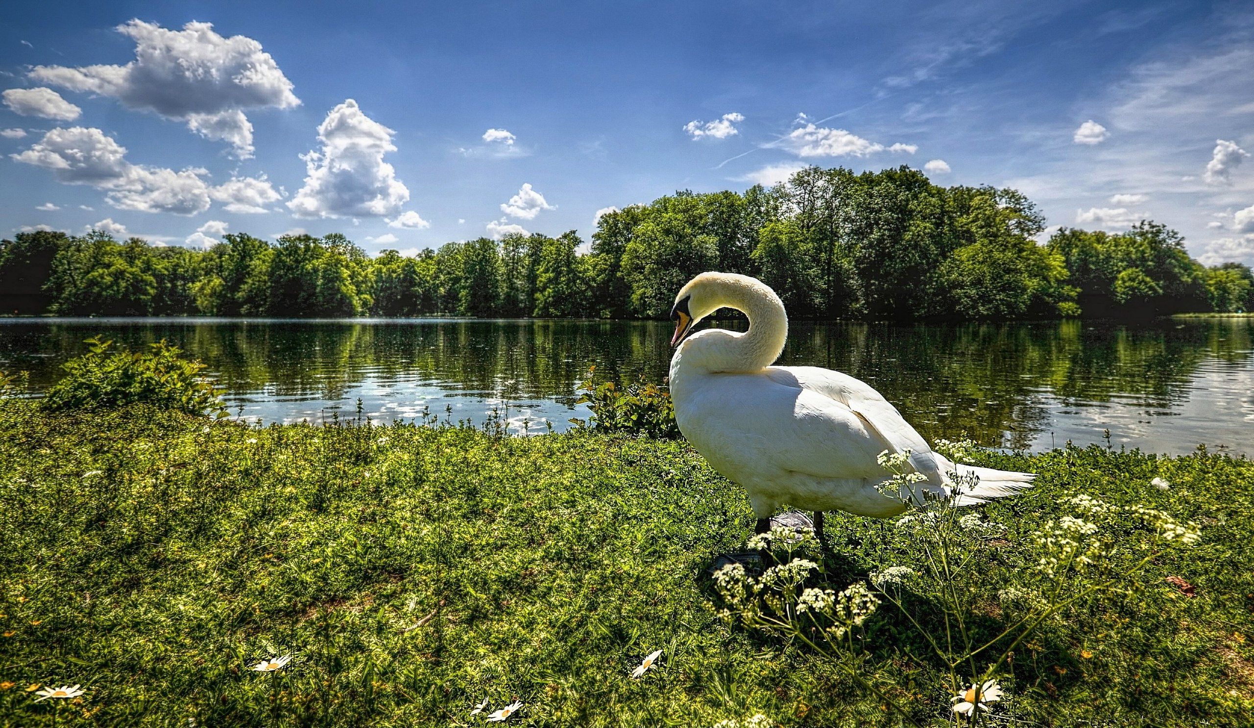 sky, Clouds, Trees, Swan, Grass, River, Lake Wallpaper