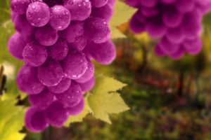 grapes, Leaves, Buncyyh, Drops, Fruit, Vineyard, 1920×1200