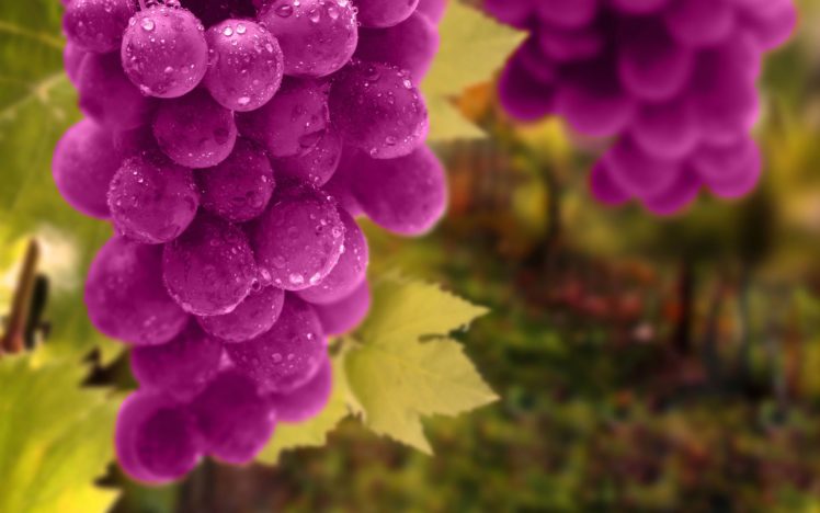 grapes, Leaves, Buncyyh, Drops, Fruit, Vineyard, 1920×1200 HD Wallpaper Desktop Background