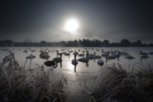 night, Lake, Swan