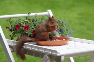 squirrel, On, The, Table, Chewing, Seeds