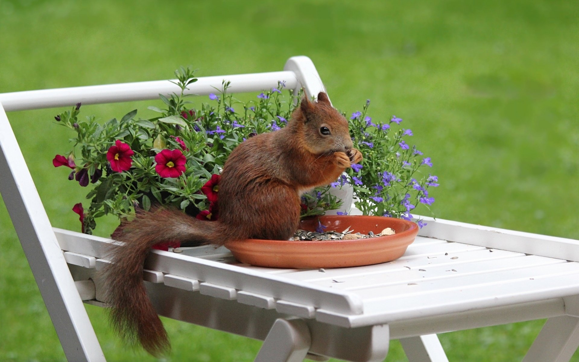 squirrel, On, The, Table, Chewing, Seeds Wallpaper
