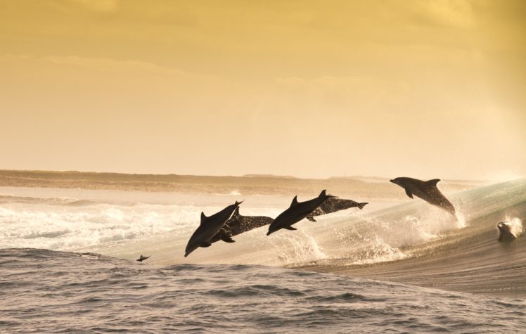 dolphin, Jumping, Wave, Sea, Evening, Water, Splash, Playful HD Wallpaper Desktop Background