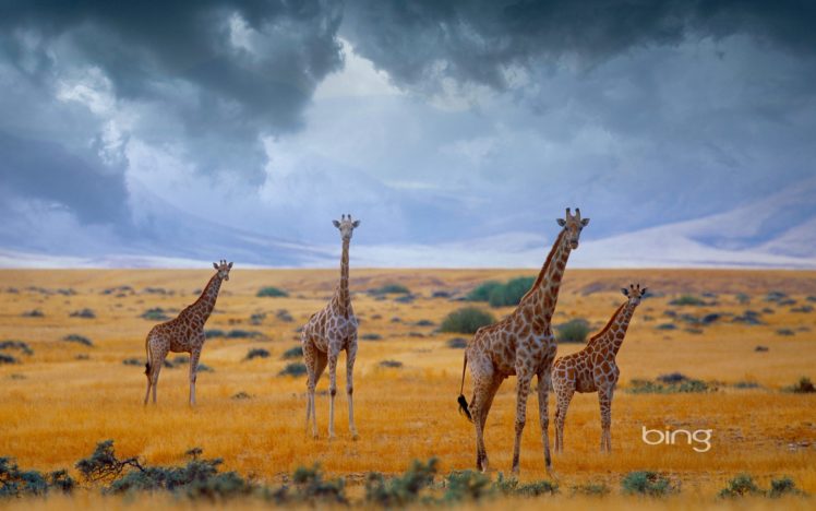 giraffe HD Wallpaper Desktop Background