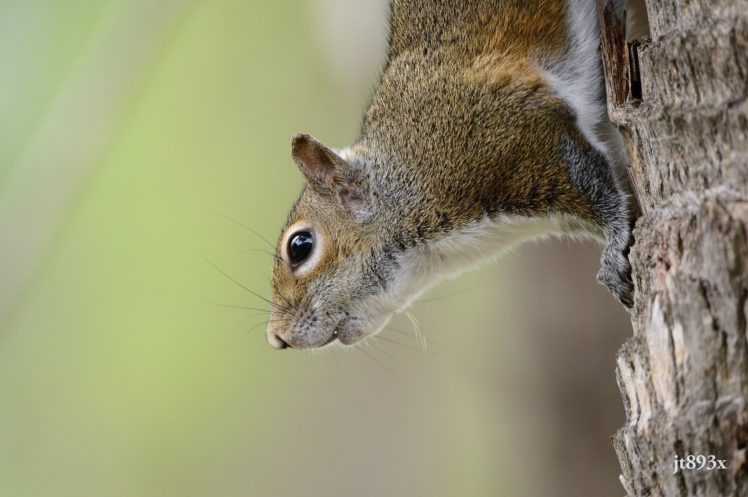 squirrel, Rodent, Small, Mammal, Muzzle HD Wallpaper Desktop Background