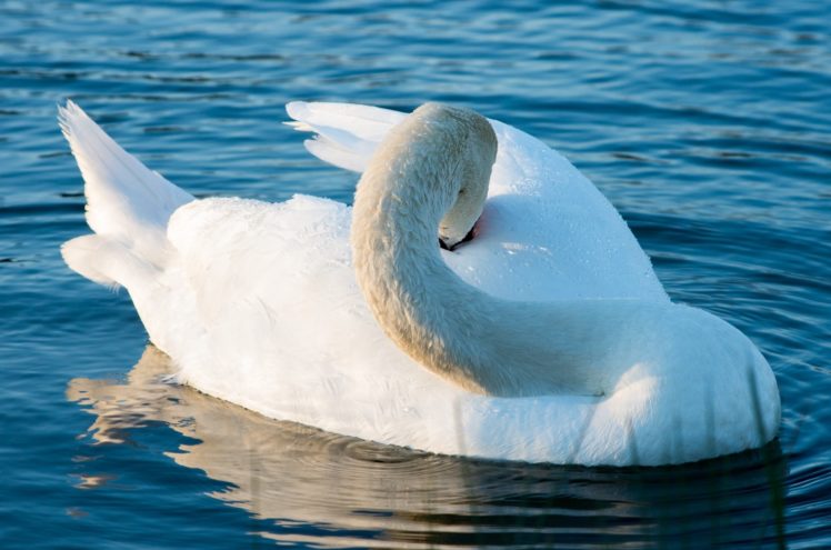 swan, White, Grace, Ornamental, Lake, Plumage HD Wallpaper Desktop Background
