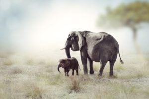 elephant, Cubs, Two, Animals