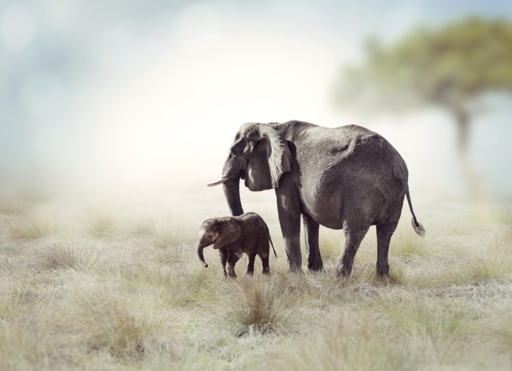 elephant, Cubs, Two, Animals HD Wallpaper Desktop Background