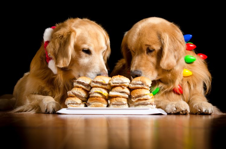 dogs, Hamburger, Retriever, Two, Animals HD Wallpaper Desktop Background