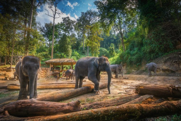 elephants, Thailand, Hdr, Chiang, Mai, Nature, Animals HD Wallpaper Desktop Background
