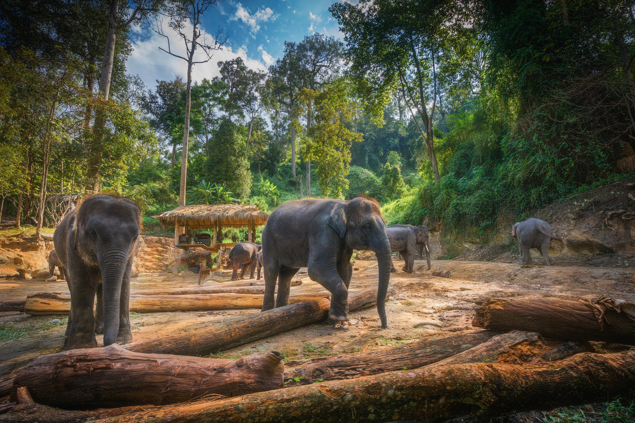 elephants, Thailand, Hdr, Chiang, Mai, Nature, Animals Wallpaper