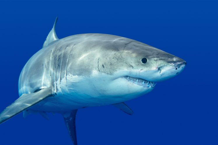 sharks, Animals HD Wallpaper Desktop Background