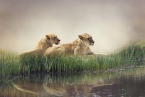 big, Cats, Lions, Pond, Two, Grass, Animals, Wallpapers
