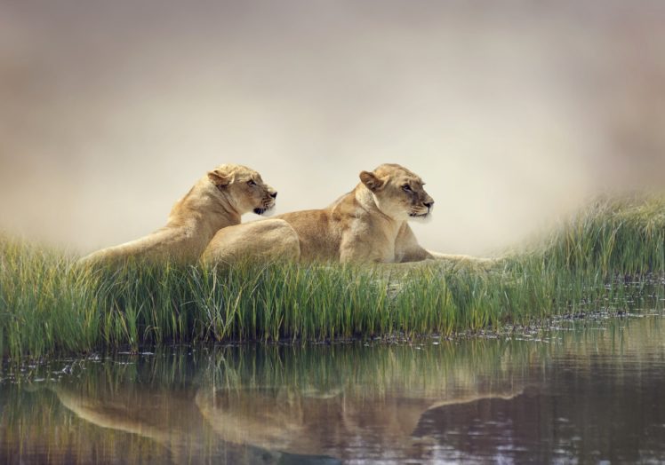 big, Cats, Lions, Pond, Two, Grass, Animals, Wallpapers HD Wallpaper Desktop Background