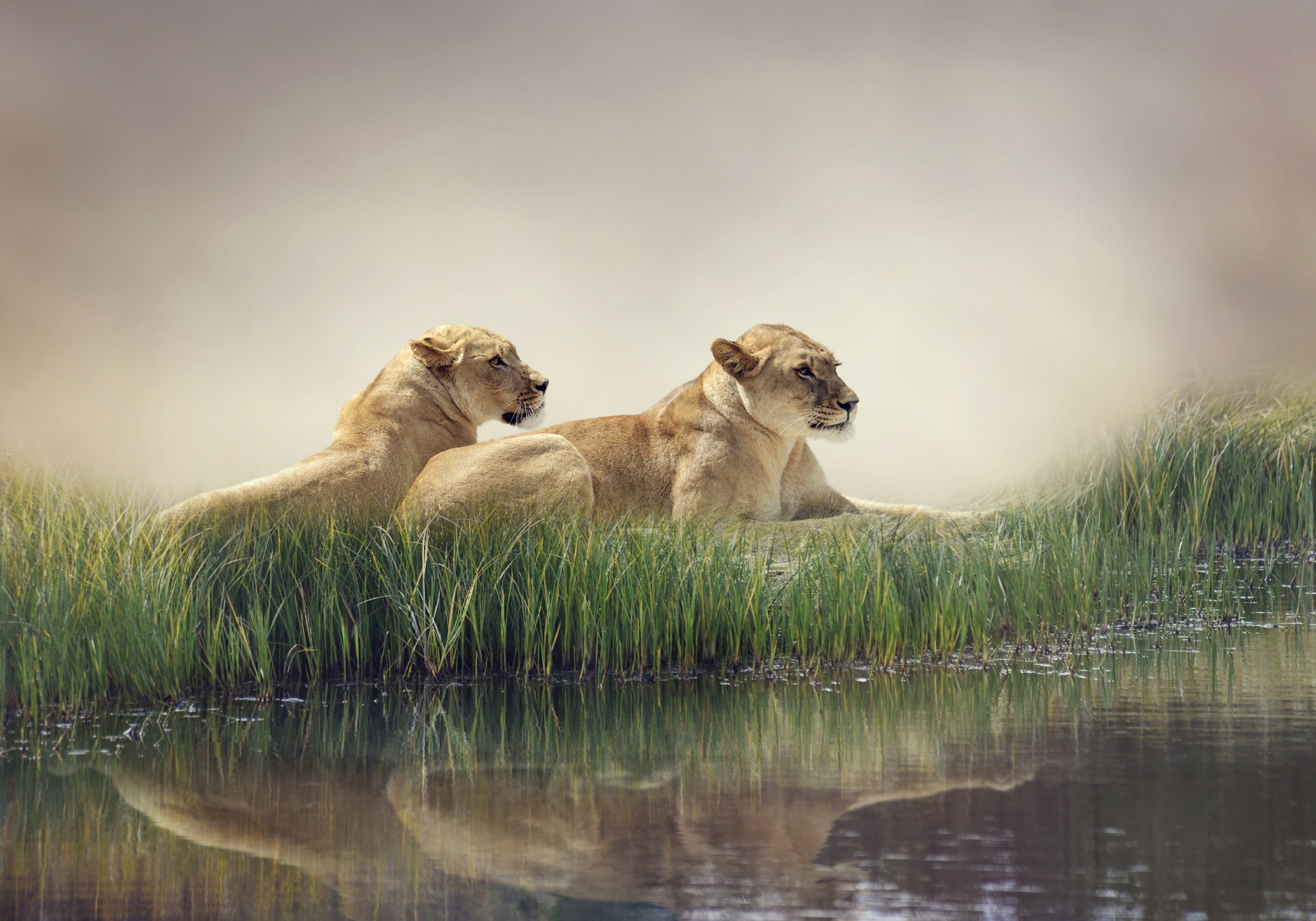 big, Cats, Lions, Pond, Two, Grass, Animals, Wallpapers Wallpaper